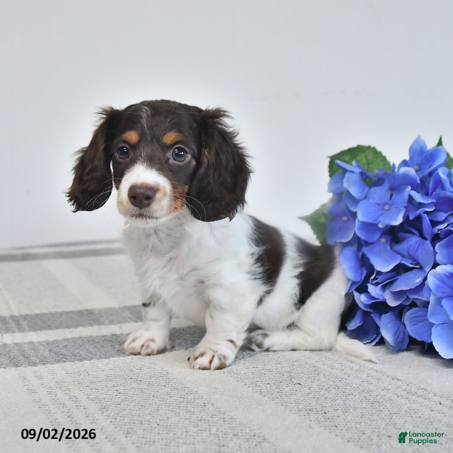 Miniature Dachshund dogs Beverly - Ad 2