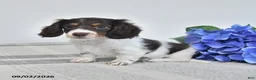 Miniature Dachshund dogs for sale: Beverly - Ad 2