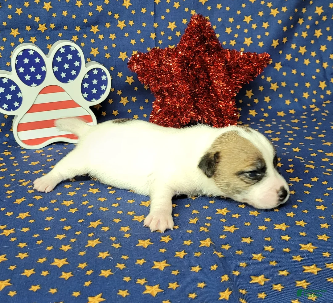 Jack Russell Terrier dogs for sale: CKC "Pilot" Delivery Available  - Ad 8