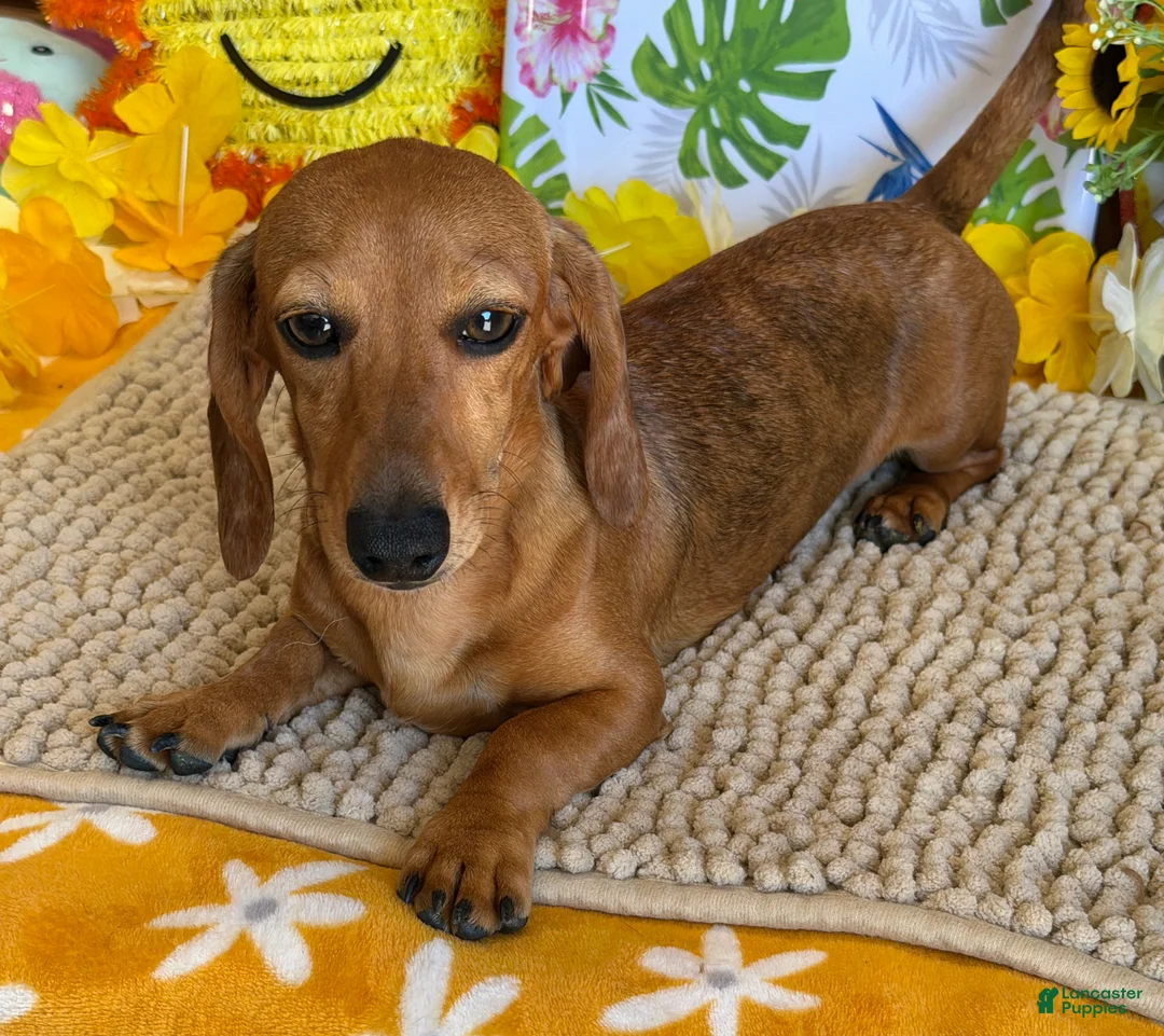 Miniature Dachshund dogs for sale: Ellis - Ad 2