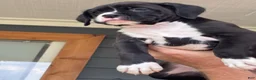 Boxer dogs for sale: Gypsy - Ad 4