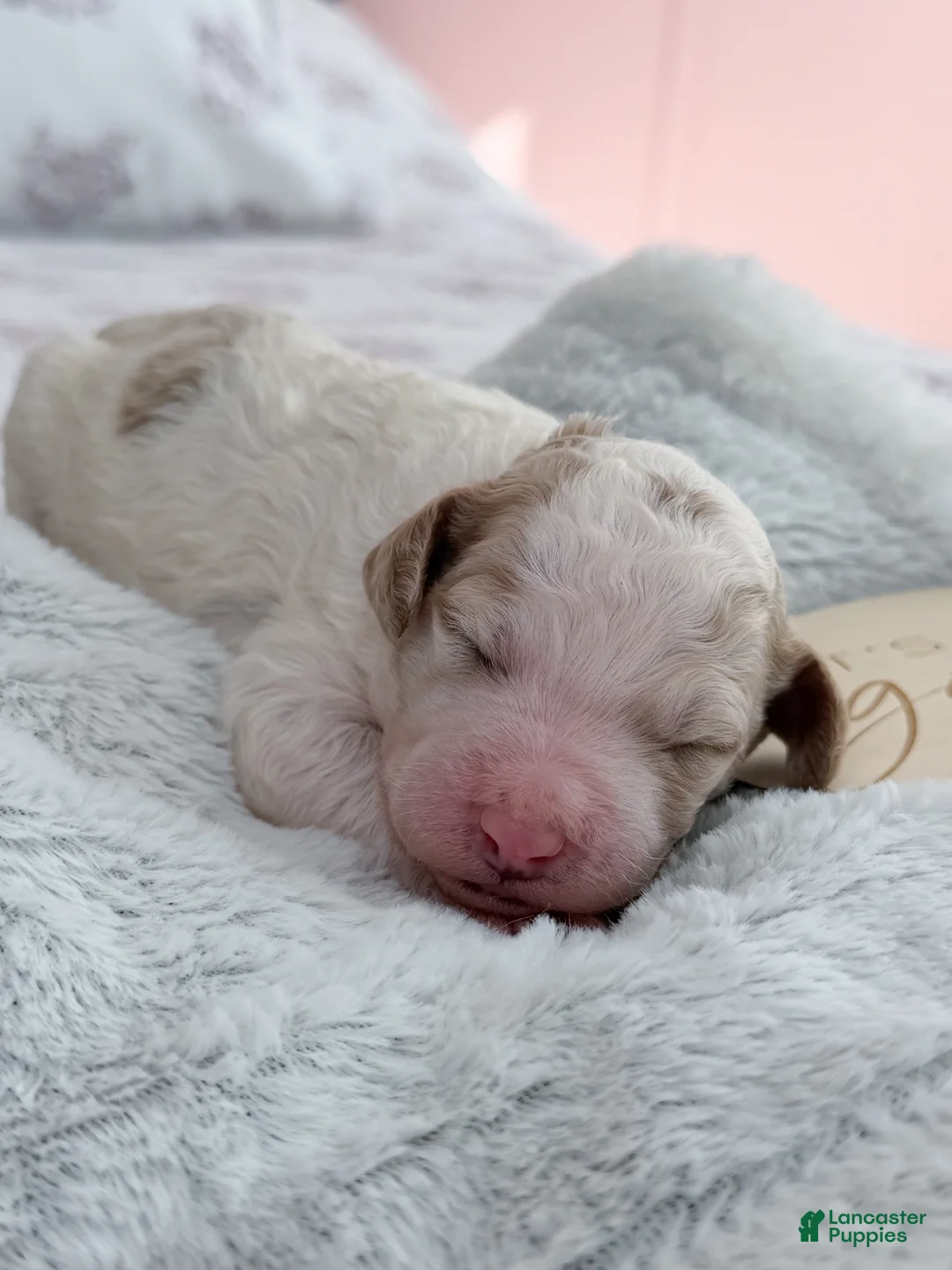 Goldendoodle dogs for sale: Belle - Ad 3