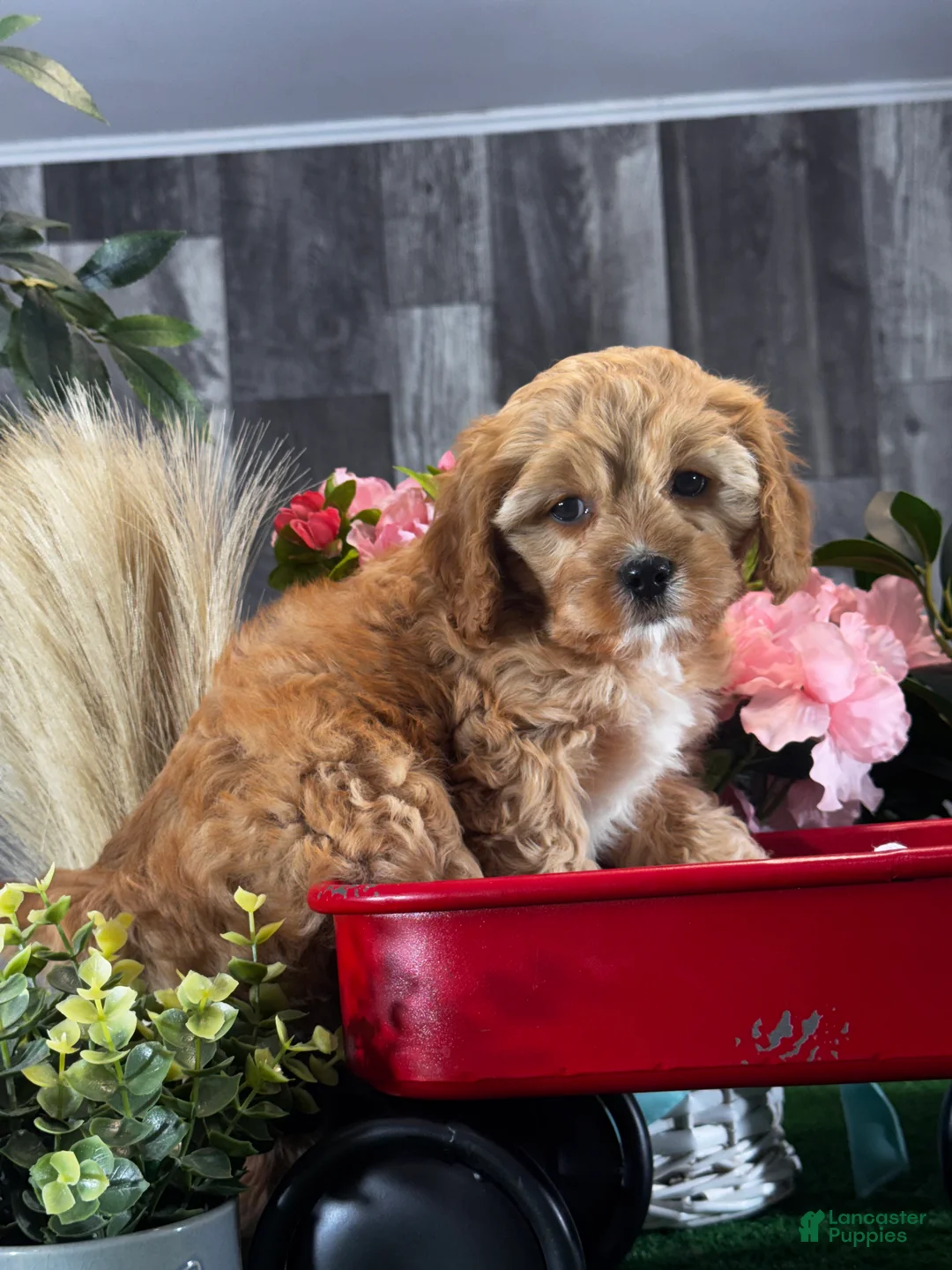 Cavapoo dogs for sale: Nova - Ad 1