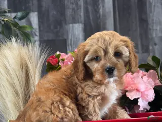 Cavapoo dogs Nova - Ad 25