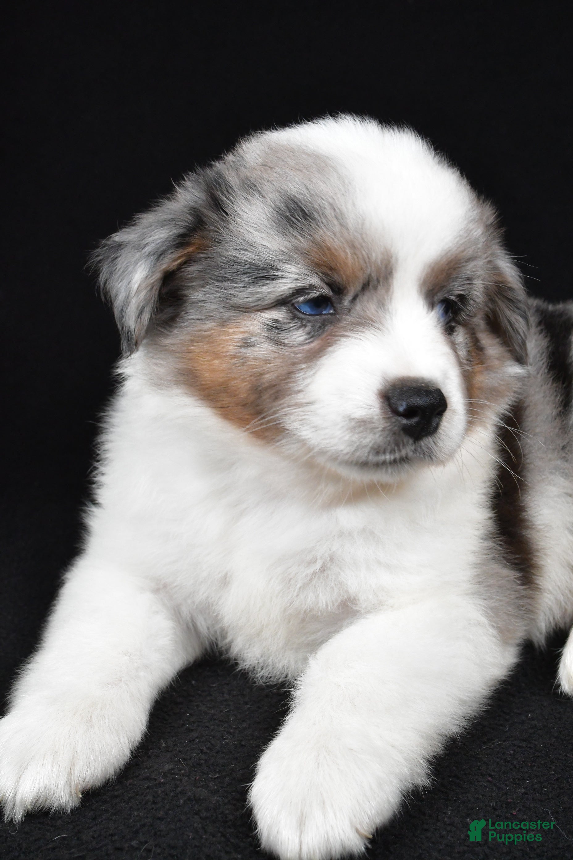 Miniature Australian Shepherd dogs Miniature Australian Shepherd 5 - Ad 2