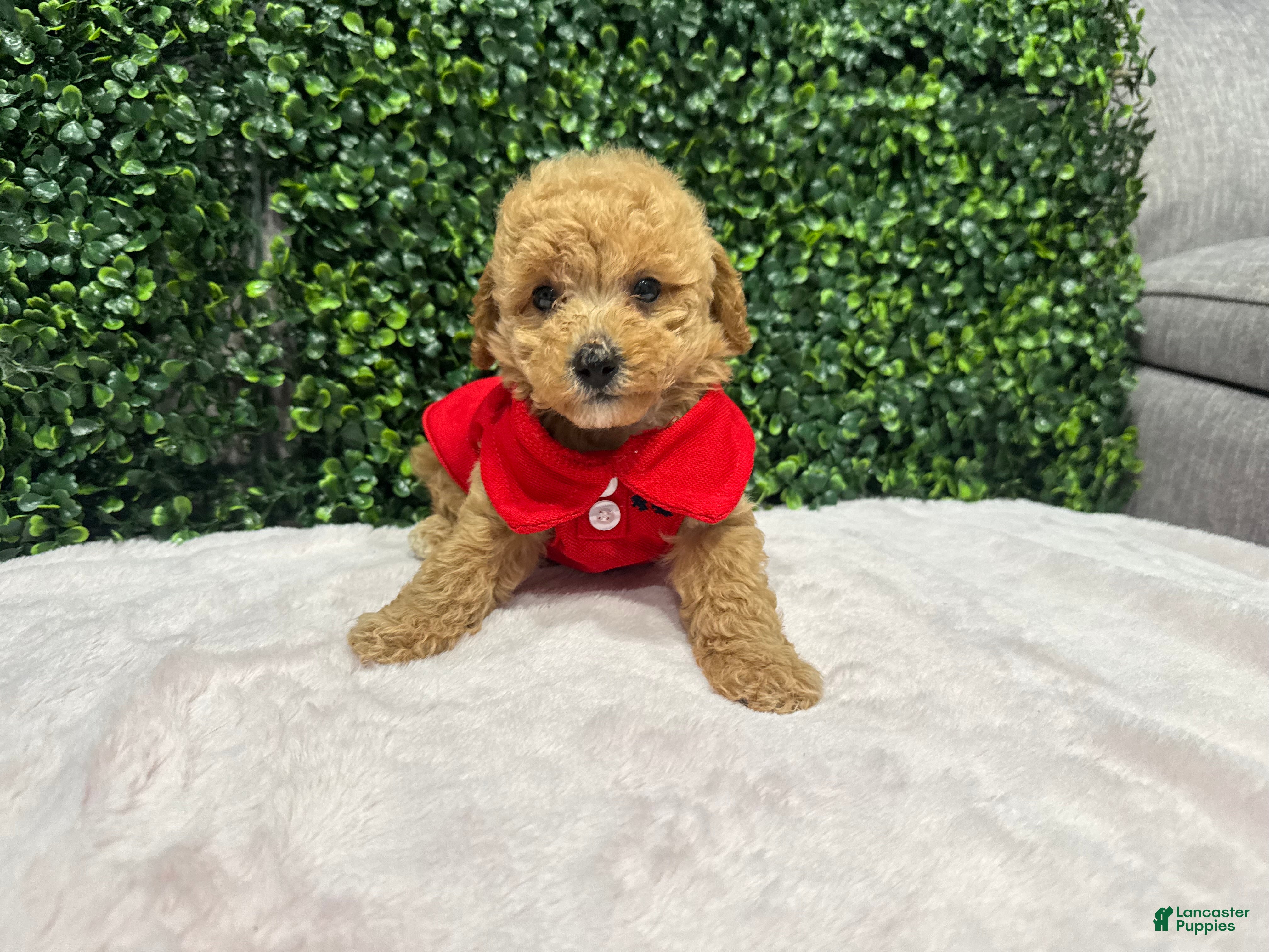 Toy Poodle dogs Edel - Ad 28