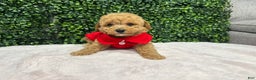 Toy Poodle dogs for sale: Edel - Ad 1