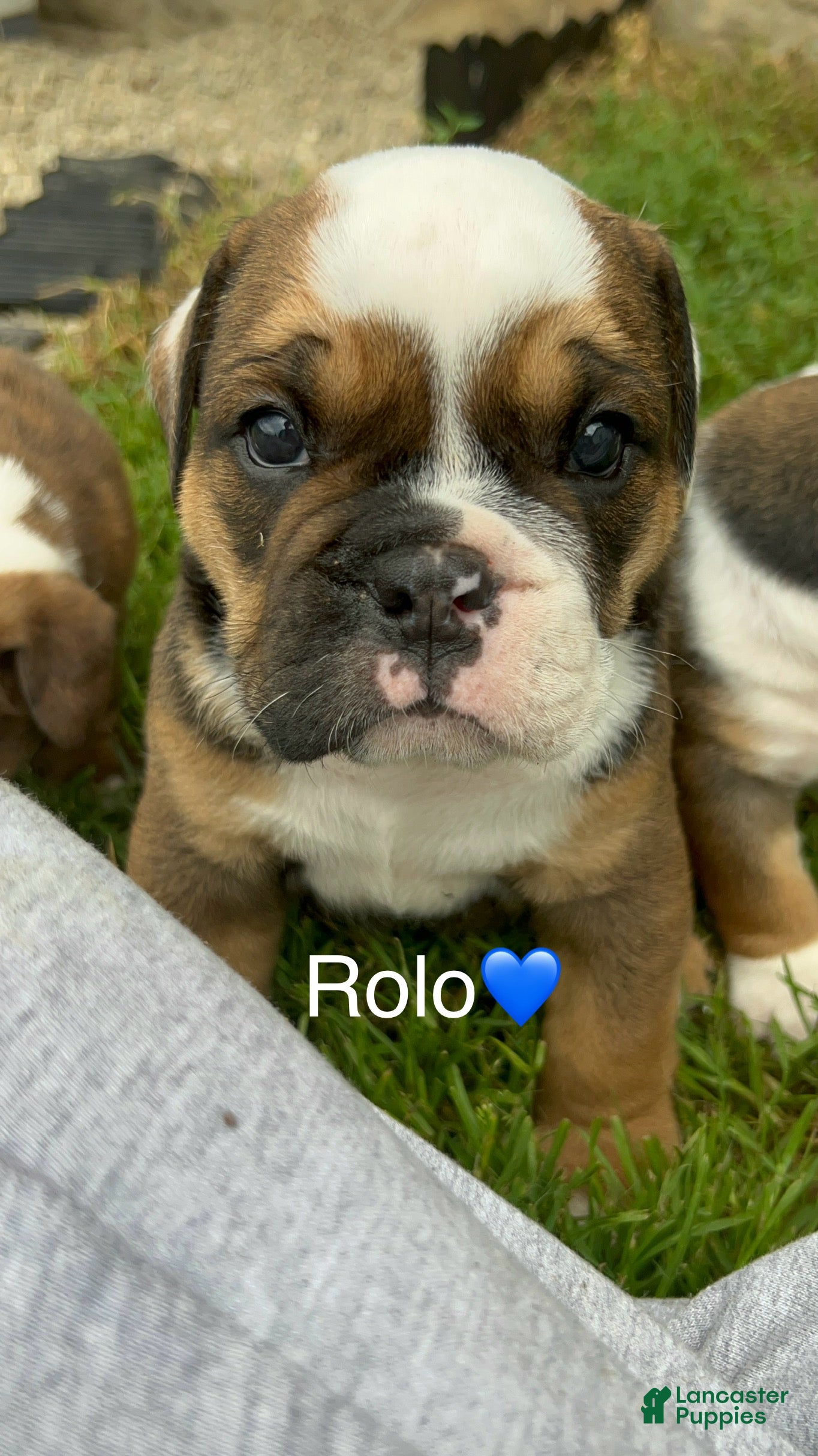 Mixed Breed dogs for sale: Rolo - Ad 3