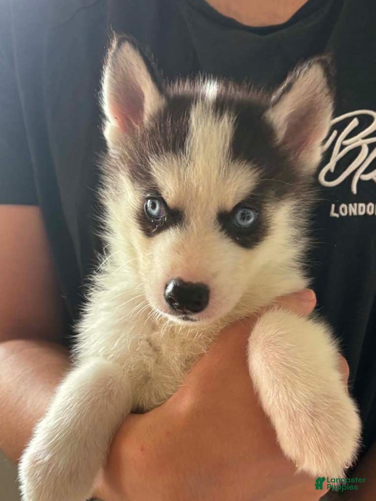 Siberian Husky dogs Siberian Husky 4 - Ad 10