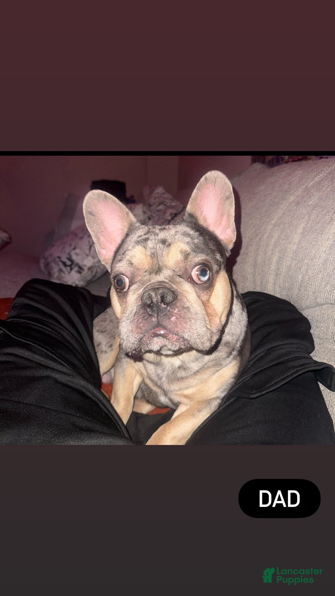 French Bulldog dogs for sale: LilBoy - Ad 13