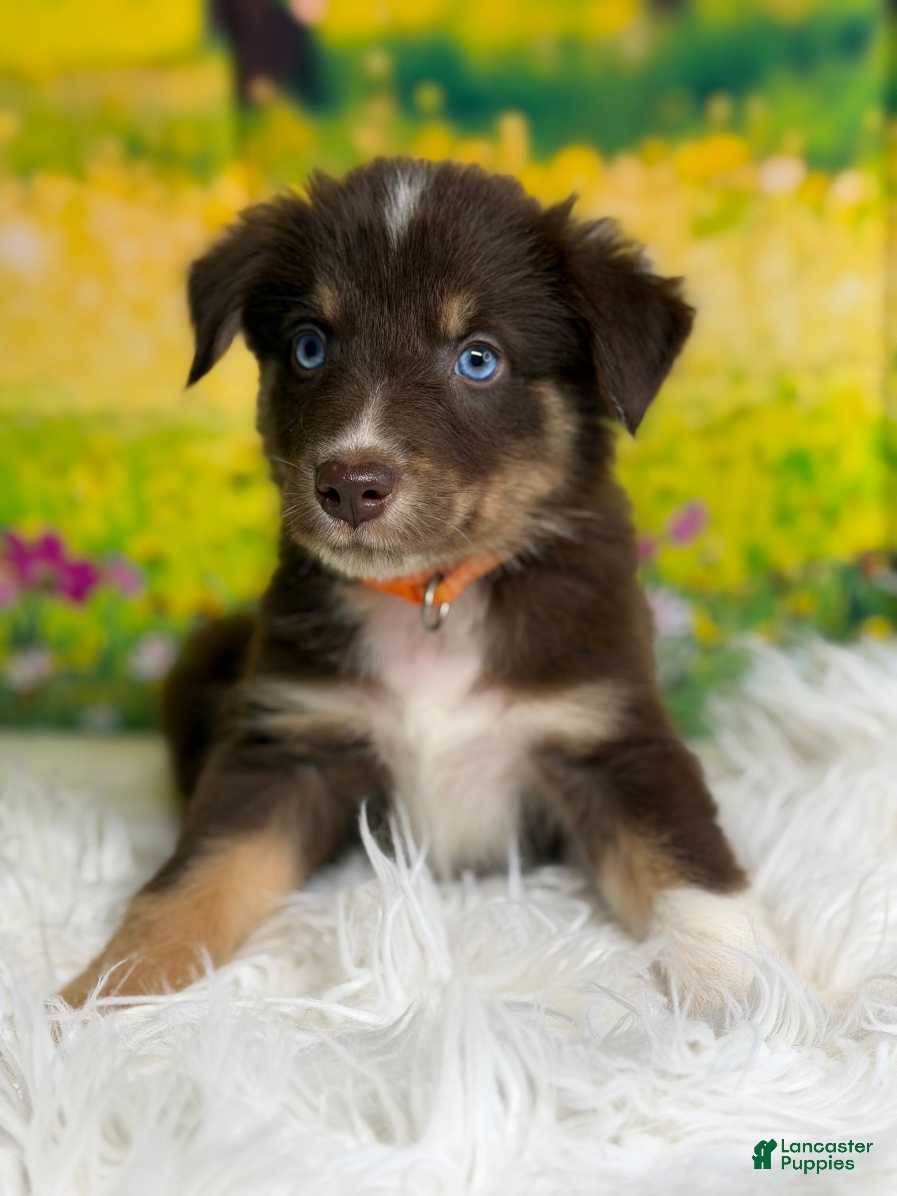 Australian Shepherd dogs Australian Shepherd Nick - Ad 1