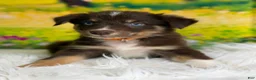 Australian Shepherd dogs for sale: Australian Shepherd Nick - Ad 1