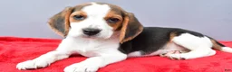 Beagle dogs for sale: Della - Ad 2