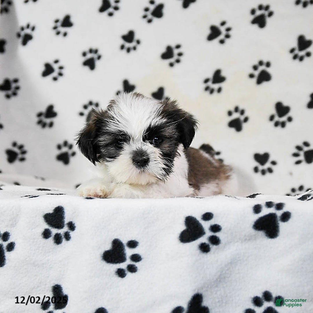 Shih Tzu dogs for sale: Poppy - Ad 2