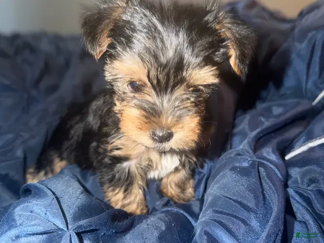 Yorkshire Terrier dogs for sale: Boy - Ad 13