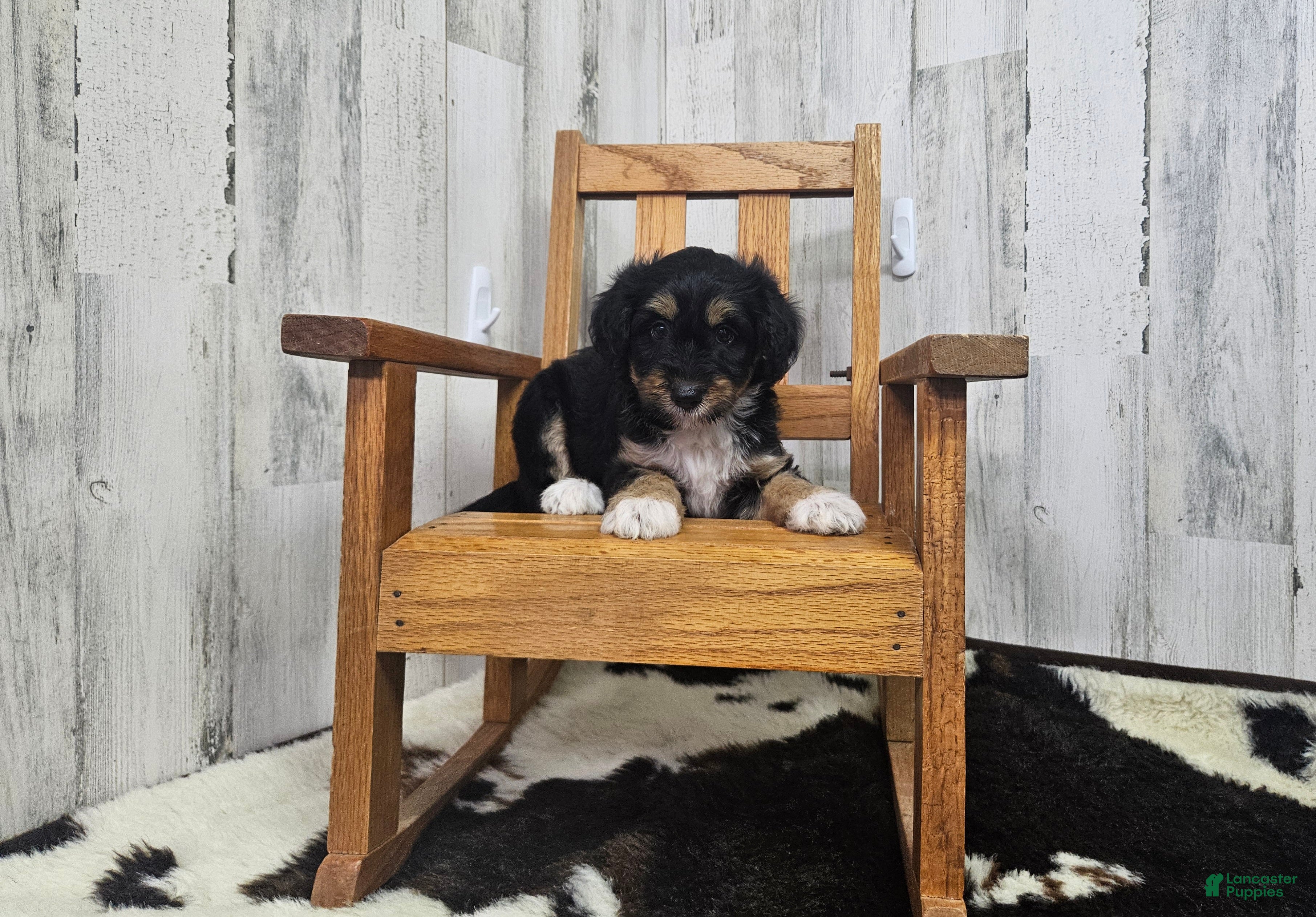 Mini Aussiedoodle dogs F1 Blackberry - Ad 6