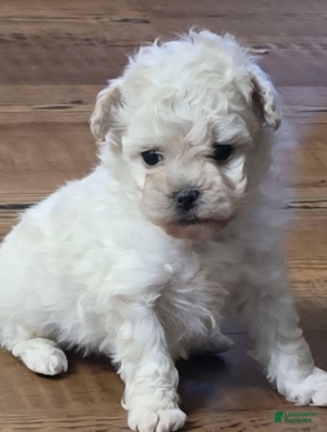 Standard Poodle dogs for sale: Ghost - Ad 1