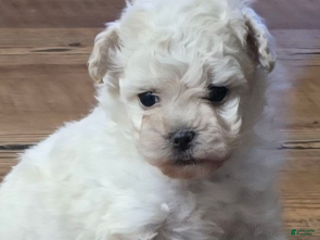 Standard Poodle dogs Ghost - Ad 9