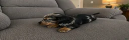 Miniature Dachshund dogs for sale: Miniature Dachshund 1 - Ad 3