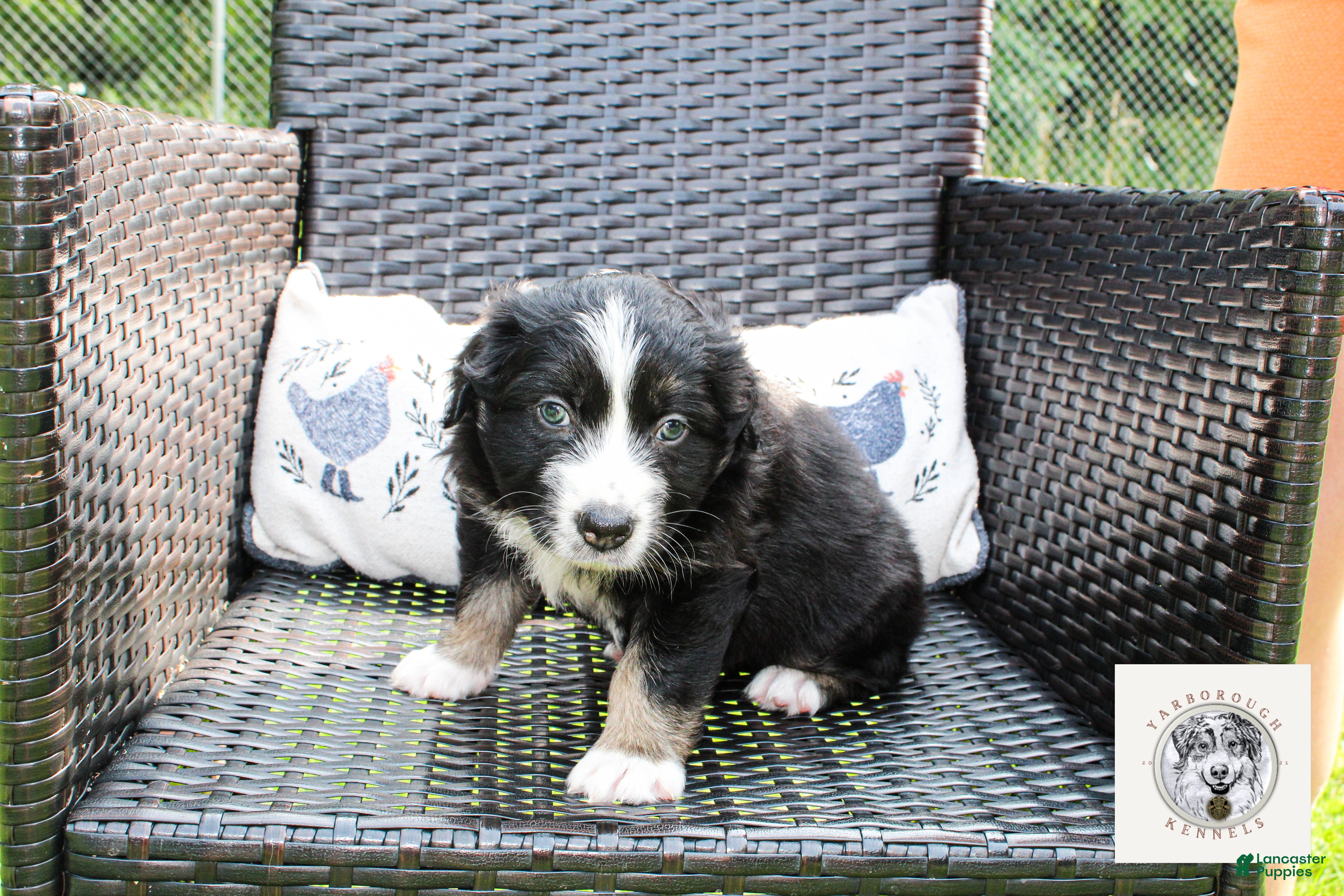 Miniature Australian Shepherd dogs Clark - Ad 1