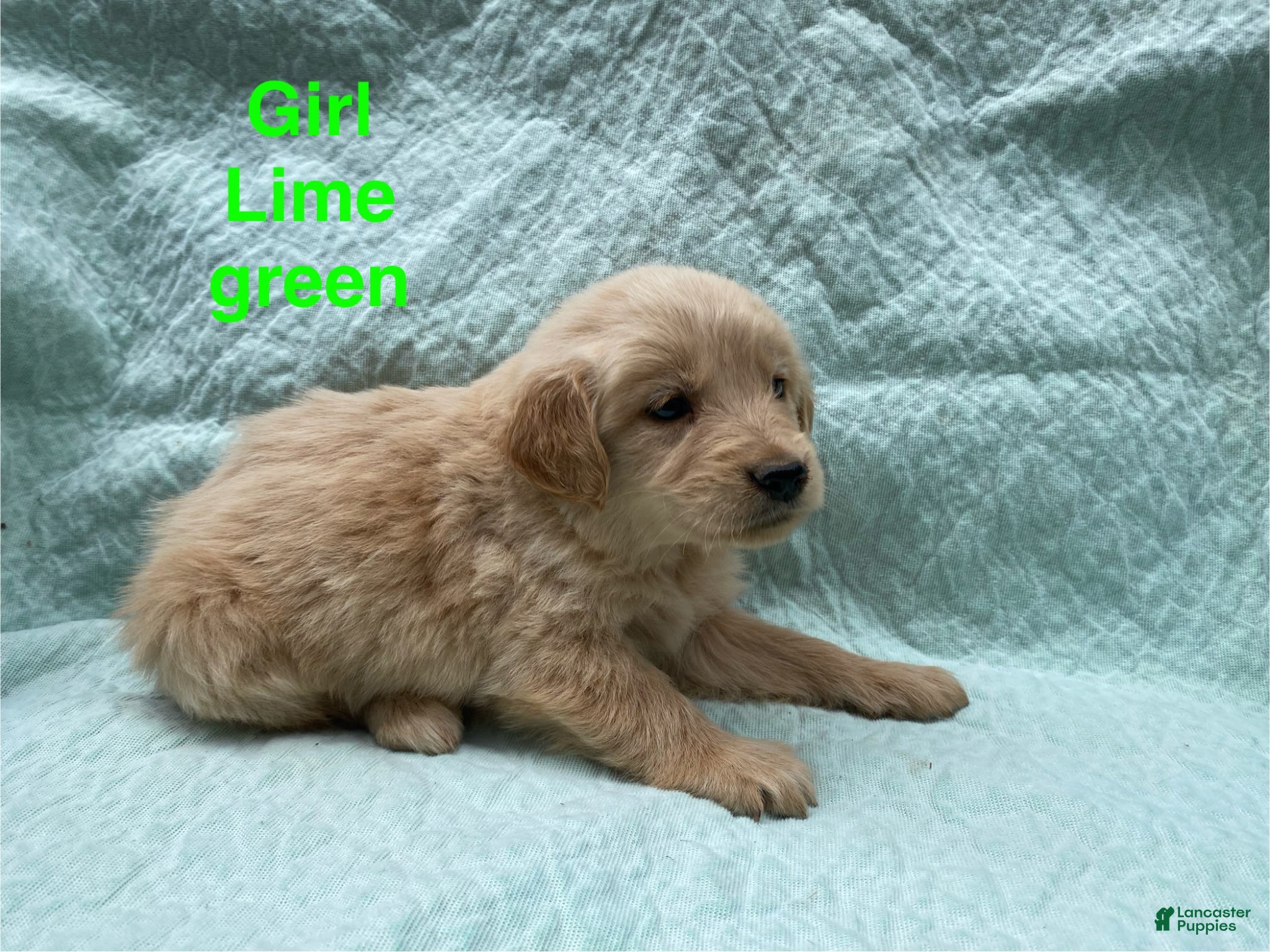 Golden Retriever dogs Golden Retriever lime green girl - Ad 16