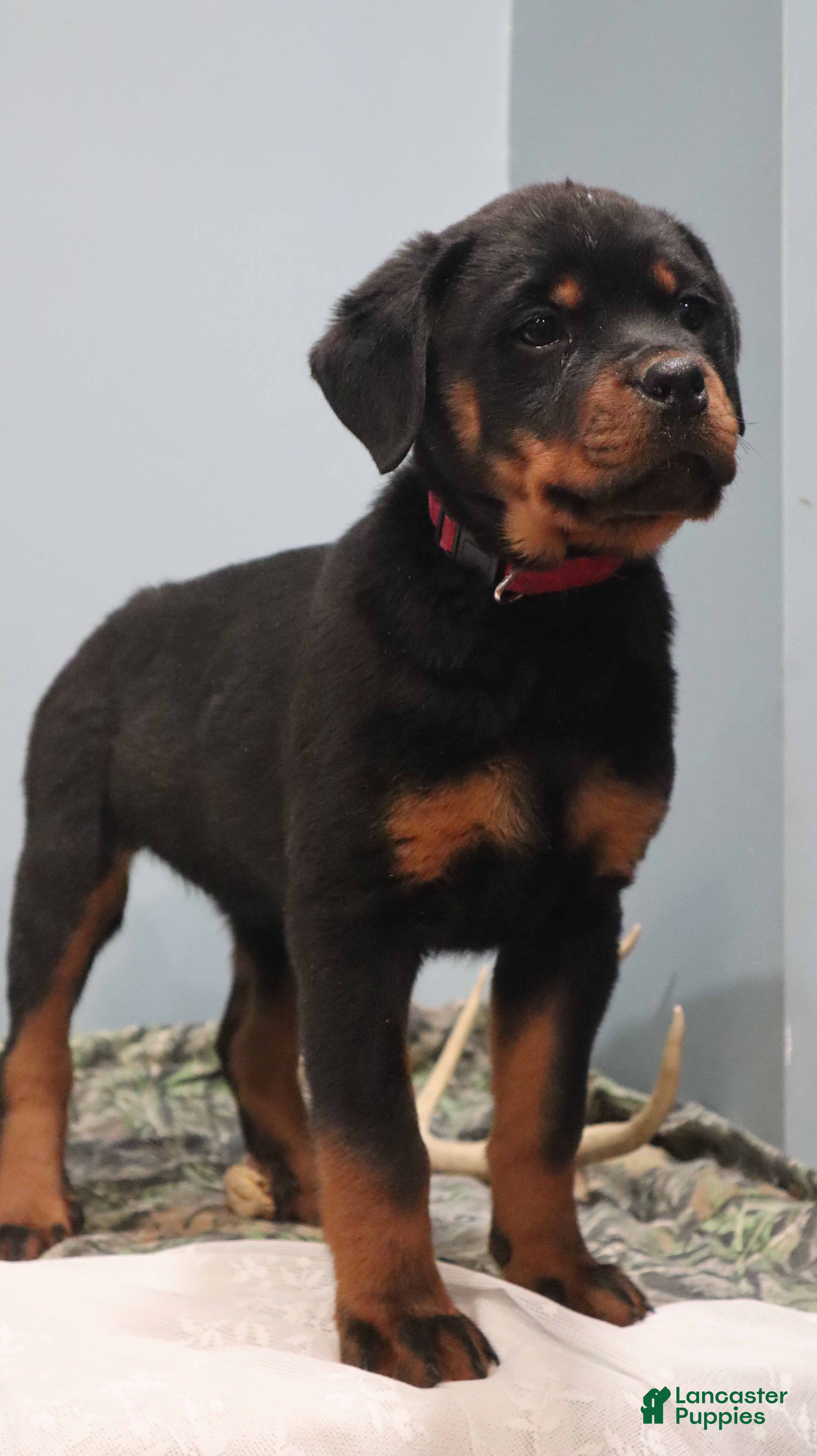 Rottweiler dogs Aubrey - Ad 2