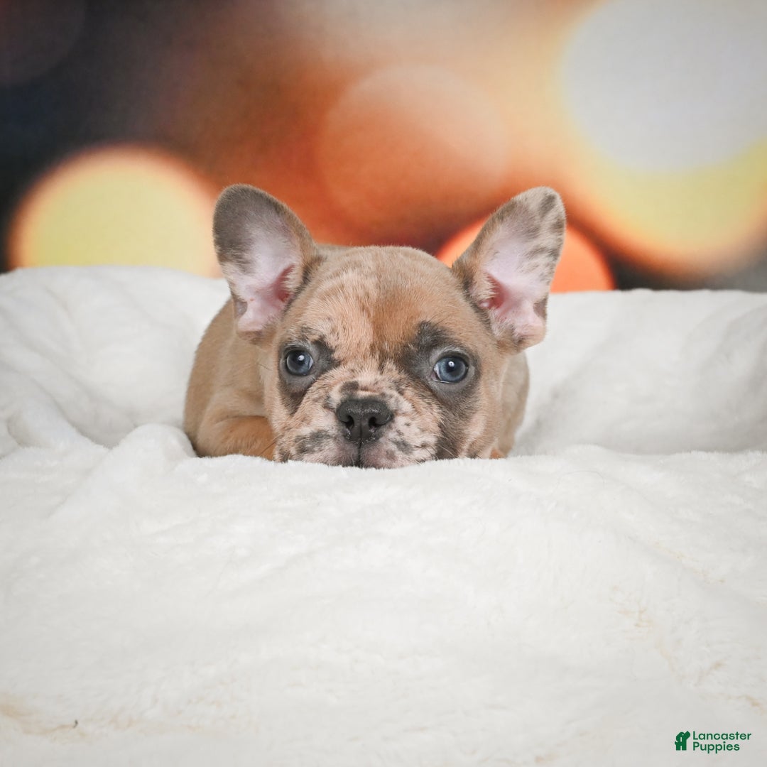 French Bulldog dogs for sale: Gus - Ad 9