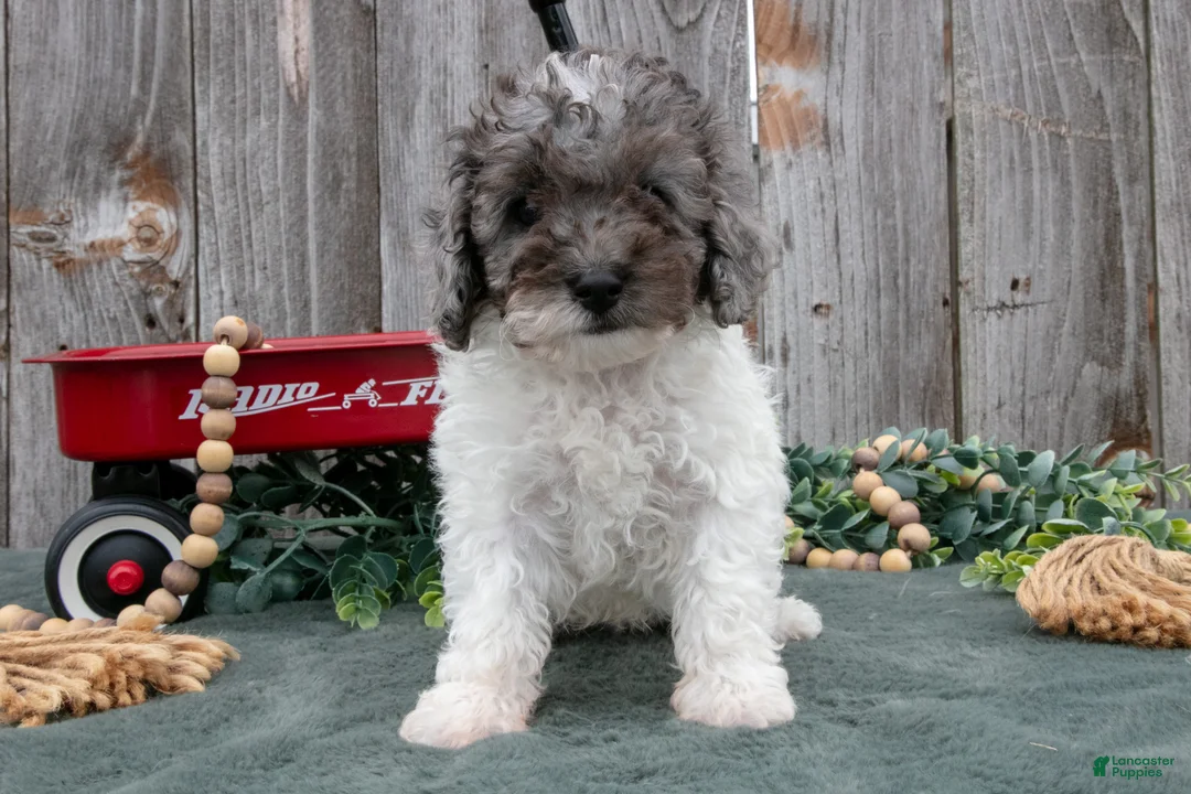 Toy Poodle dogs for sale: Dazzle - Ad 2