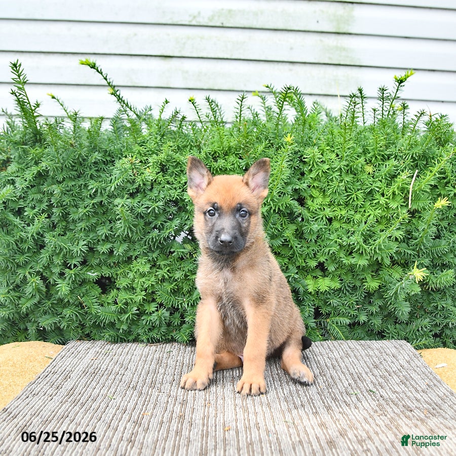 Mixed Breed dogs Arlo - Ad 1