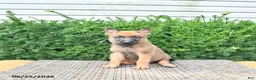 Mixed Breed dogs for sale: Arlo - Ad 1