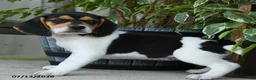 Beagle dogs for sale: Koda - Ad 4