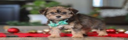 Morkie dogs for sale: Buddy - Ad 7