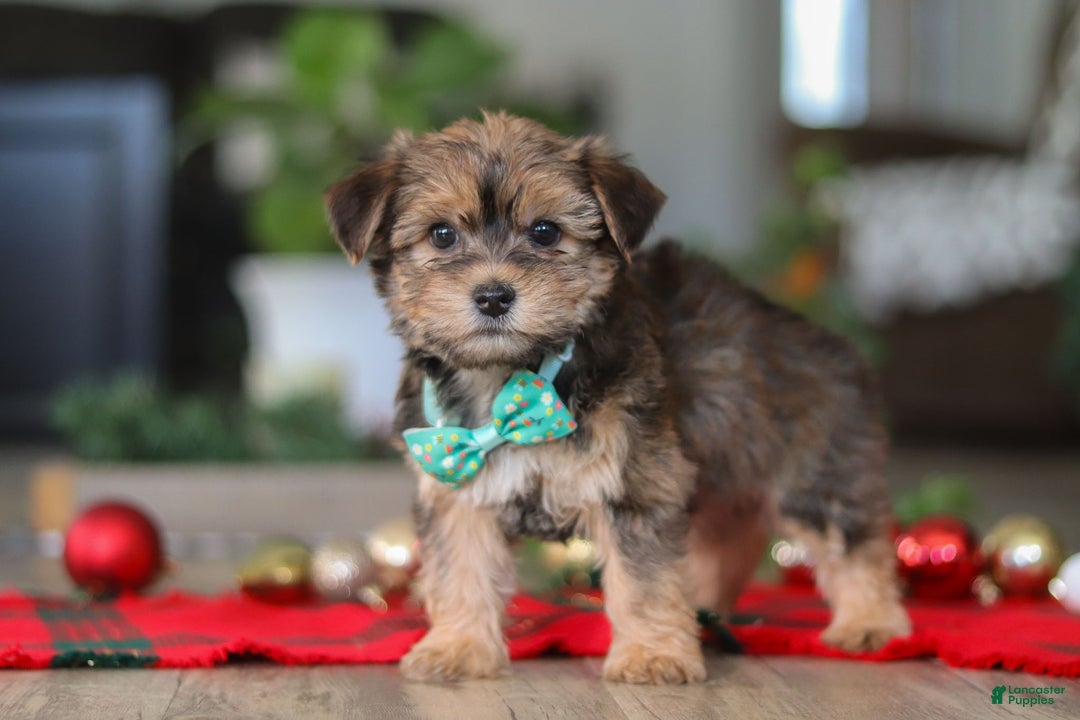 Morkie dogs for sale: Buddy - Ad 7