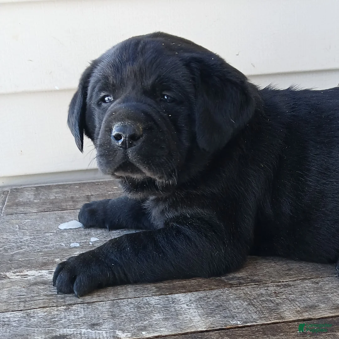 Labrador Retriever dogs for sale: BUSTER - Ad 4