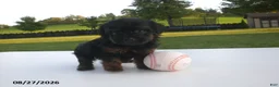 Yorkiepoo dogs for sale: Jill - Ad 13