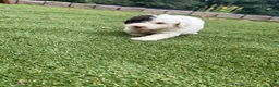 Aussiedoodle dogs for sale: Rambo - Ad 5