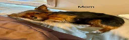 Chorkie dogs for sale: Chorkie Puppy 3 - Ad 2
