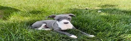 Italian Greyhound dogs for sale: Cheyenne  - Ad 7
