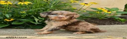 Cavapoo dogs for sale: Trixie - Ad 2