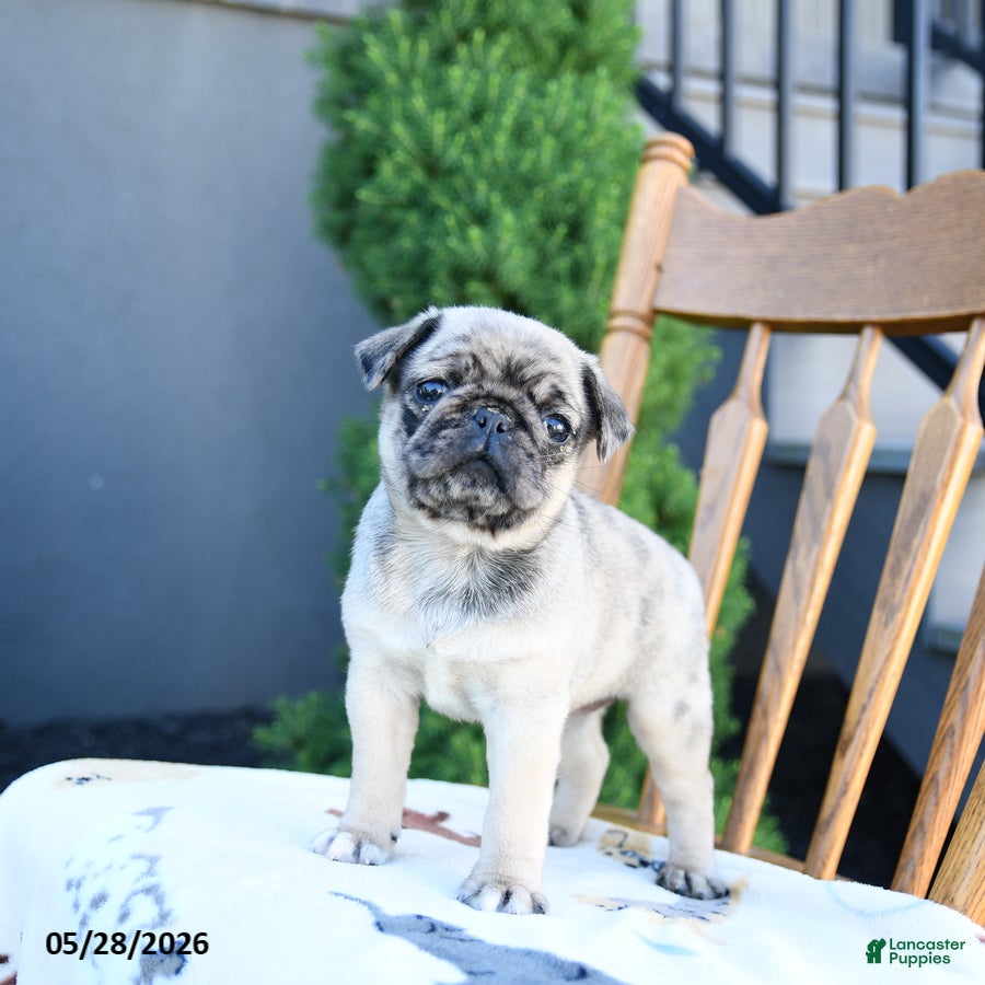 Pug dogs for sale: Linda - Ad 1