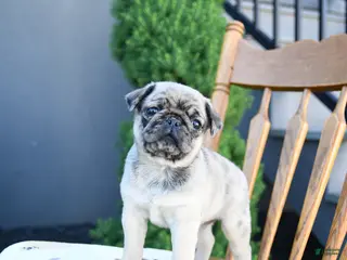Pug dogs for sale: Linda - Ad 1
