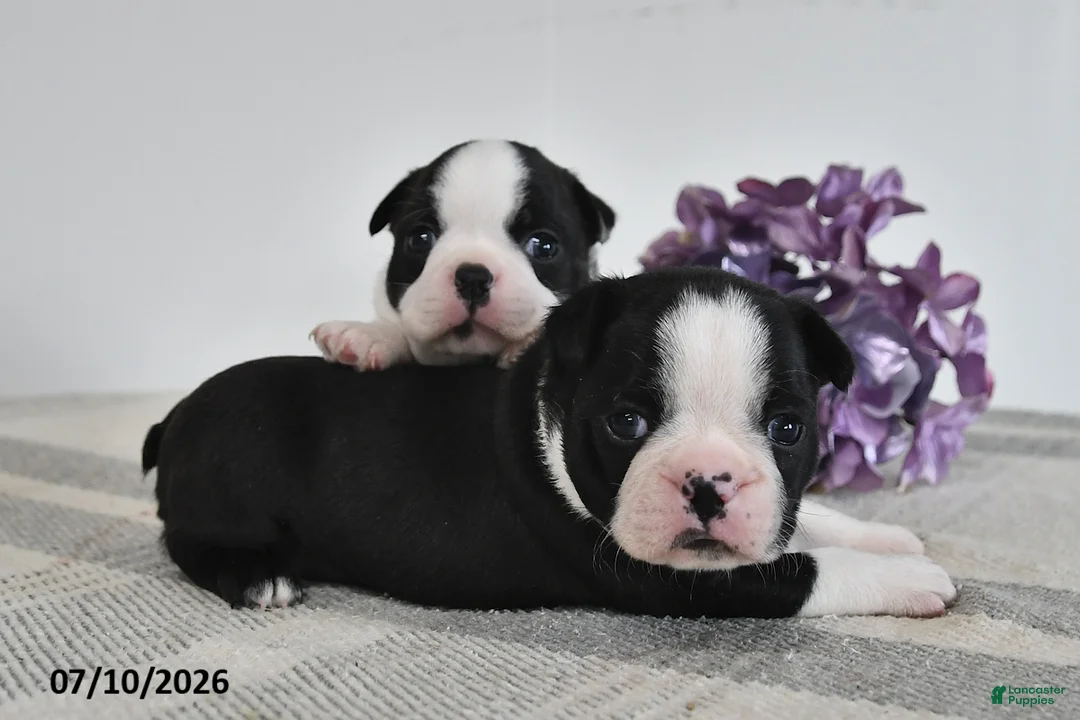 Boston Terrier dogs for sale: Flora - Ad 2