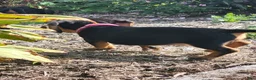 Miniature Dachshund dogs for sale: Zella - Ad 5