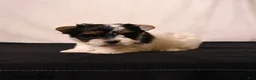 Biewer Terrier dogs for sale: Poppy - Ad 3