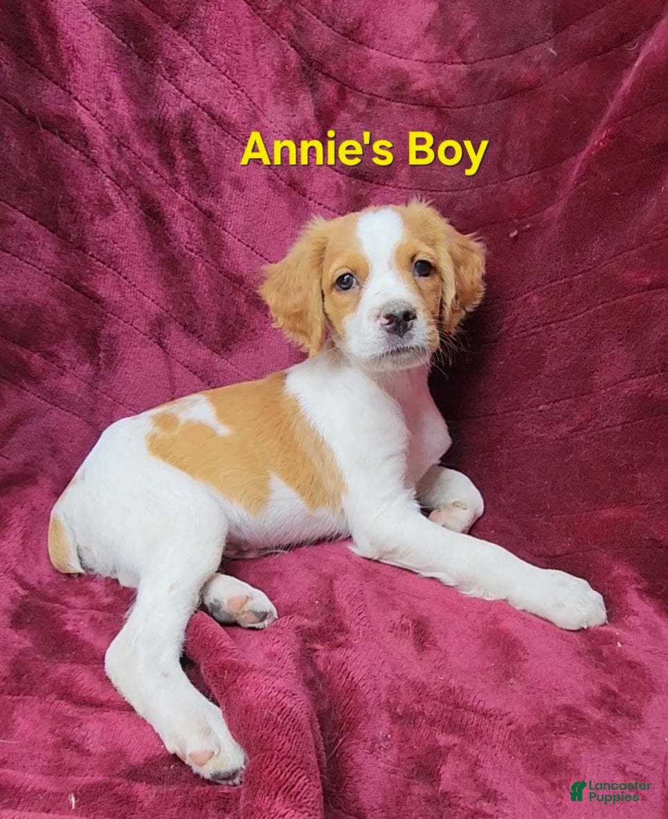 Brittany Spaniel dogs AKC/UKC French Brittany Annie's Boy - Ad 1
