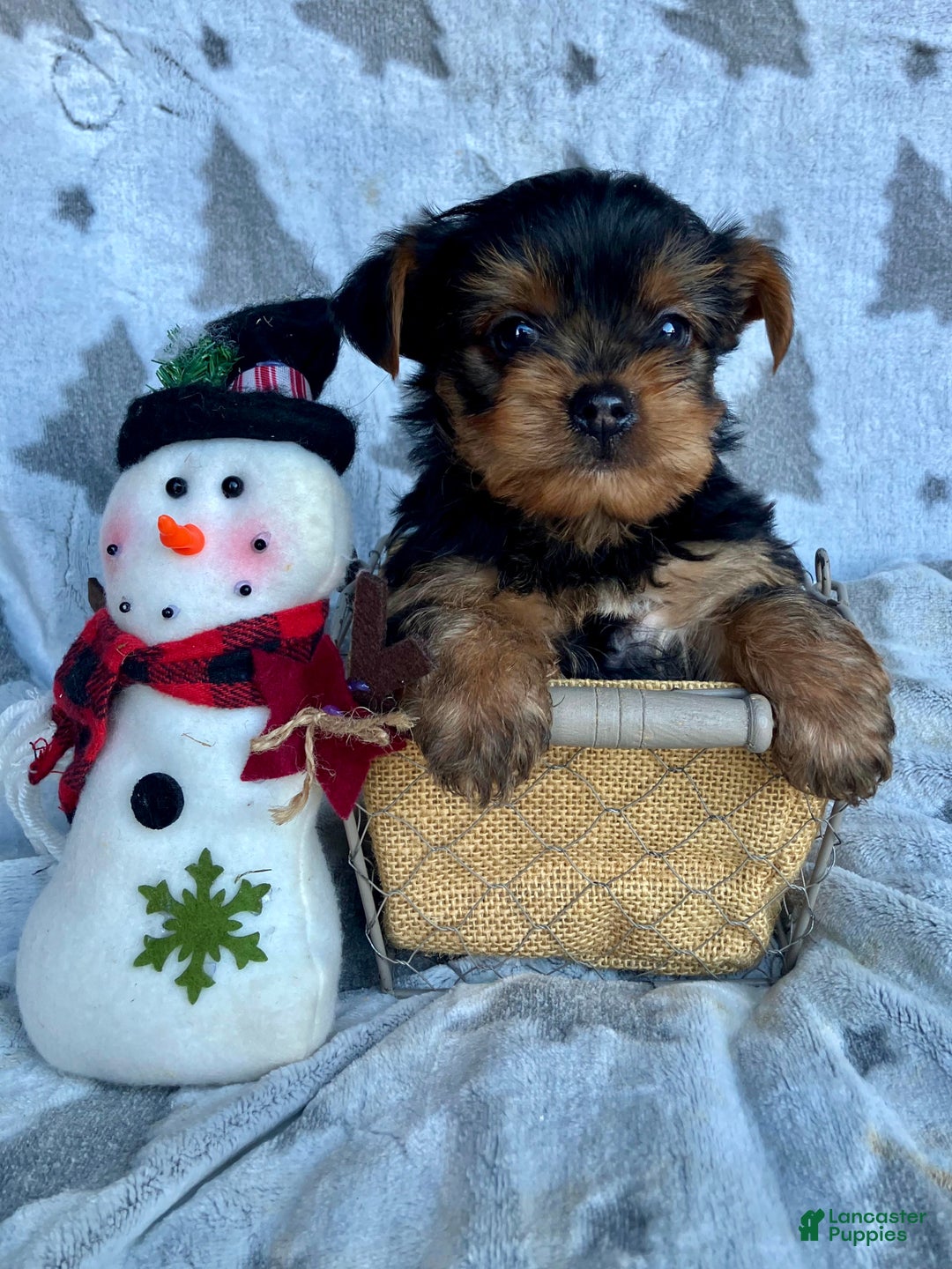 Yorkshire Terrier dogs for sale: Sparky - Ad 5