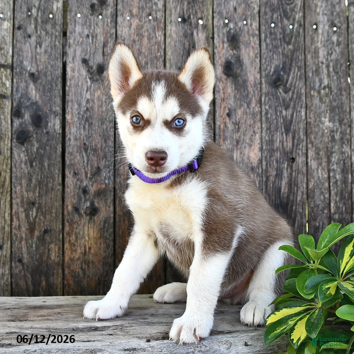 Siberian Husky dogs Chance - Ad 1