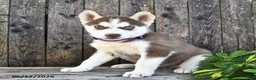 Siberian Husky dogs for sale: Chance - Ad 1
