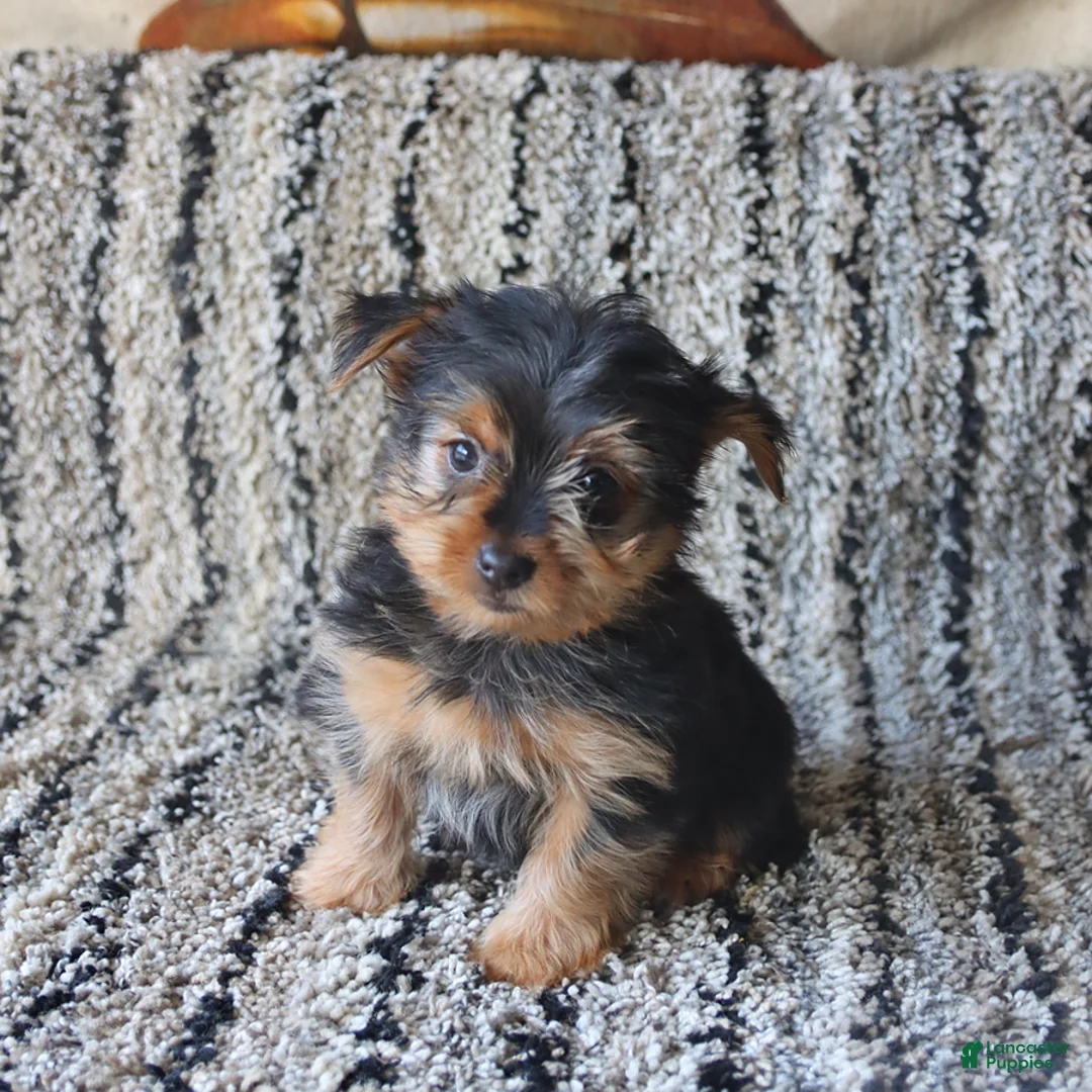 Yorkshire Terrier dogs for sale: Penny - Ad 5