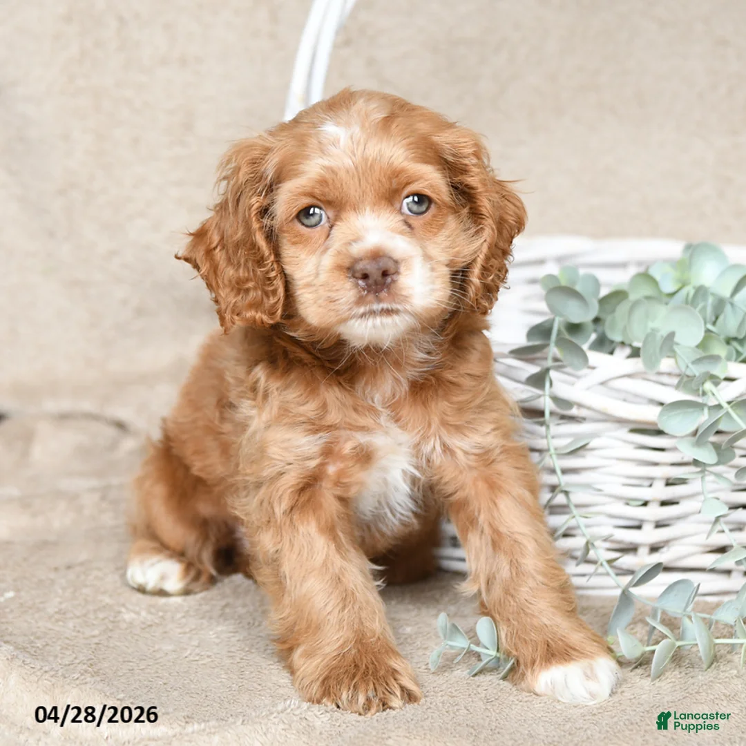 Cockapoo dogs for sale: Fable - Ad 2